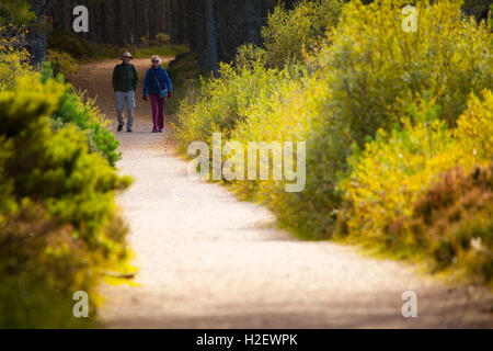 Un couple en train de marcher dans une voie avec des couleurs d'automne sur le domaine de Rothiemurchus Banque D'Images