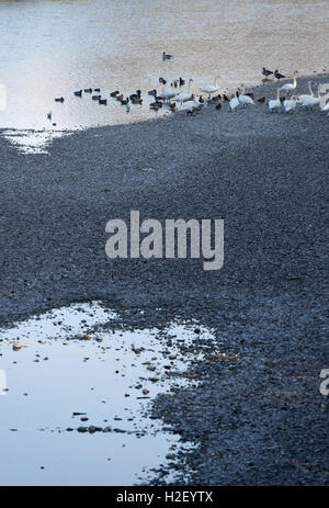 Munich, Allemagne. 28 Oct, 2016. Les canards et les oies peuvent être vus sur la rivière Isar près du pont de Tierpark à Munich, Allemagne, 28 octobre 2016. Photo : FELIX HOERHAGER/dpa/Alamy Live News Banque D'Images