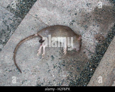 Rat mort couché sur un trottoir sans doute après avoir mangé un appât empoisonné Banque D'Images