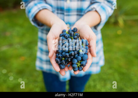 Mains de méconnaissable woman holding bunch of grapes bleu Banque D'Images