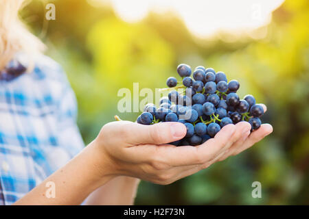 Mains de méconnaissable woman holding bunch of grapes bleu Banque D'Images