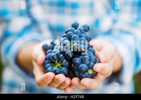 Mains de méconnaissable woman holding bunch of grapes bleu Banque D'Images