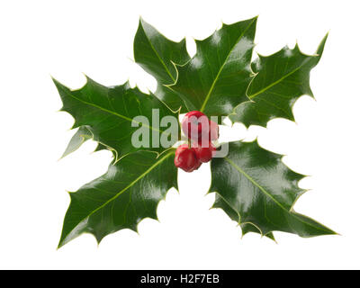 Feuilles de houx frais aux fruits rouges sur un fond blanc - Ilex aquifolium. Cut out Banque D'Images