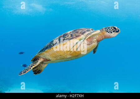 La tortue verte (Chelonia mydas) Apo Island, Philippines Banque D'Images