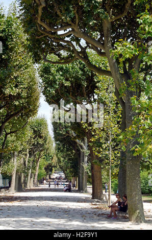 Avenue des platanes du Jardin des Plantes Paris France Banque D'Images