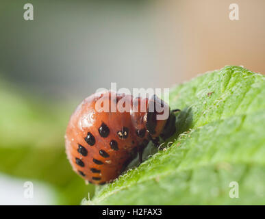 Doryphore mouche sur feuilles de pomme de terre Banque D'Images