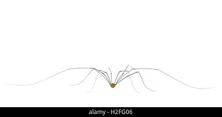 Ce Daddy Long Legs AKA harvestman est un arachnide mais pas l'araignée. Bien qu'il a 8 jambes, deux sont utilisés comme antennes. Banque D'Images