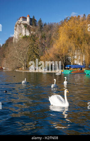 Cygne sur le lac de Bled en Slovénie Banque D'Images