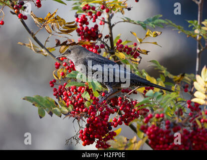 Ring Ouzel (Turdus toquata) ,Mid Wales Banque D'Images