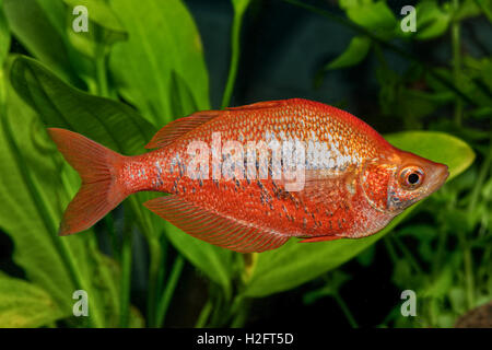 Portrait de l'eau douce poissons arc-en-ciel (Glossolepis incisus) dans l'aquarium Banque D'Images