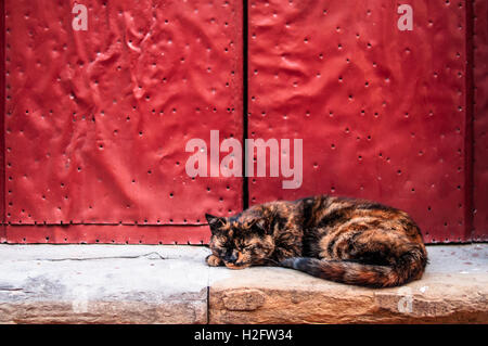 Striped cat dormir recroquevillé sous une porte rouge cloutés. Vieilles pierres-de-chaussée. Banque D'Images