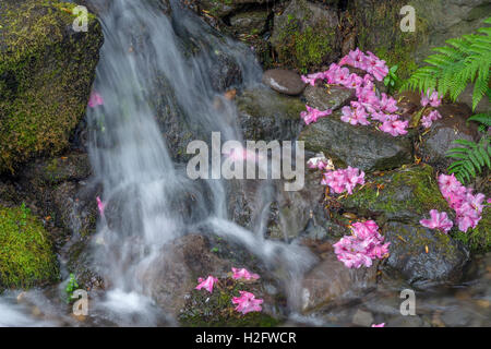 USA (Oregon, Portland, Crystal Springs Rhododendron Garden, petite cascade avec des fleurs de rhododendron et fern frondes. Banque D'Images