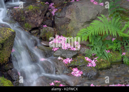 USA (Oregon, Portland, Crystal Springs Rhododendron Garden, petite cascade avec des fleurs de rhododendron et fern frondes. Banque D'Images