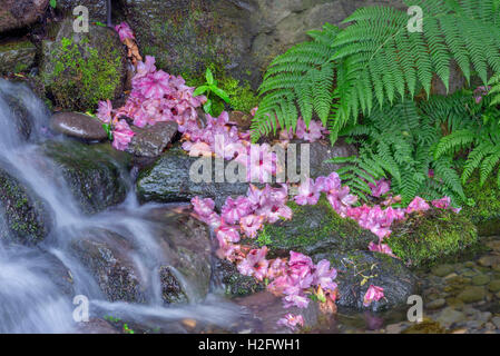 USA (Oregon, Portland, Crystal Springs Rhododendron Garden, petite cascade avec des fleurs de rhododendron et de fougère. Banque D'Images