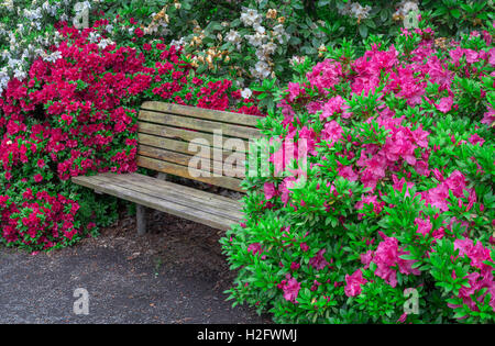 USA (Oregon, Portland, Crystal Springs, le jardin des rhododendrons Rhododendrons et azalées en fleurs aux côtés de banc de parc. Banque D'Images