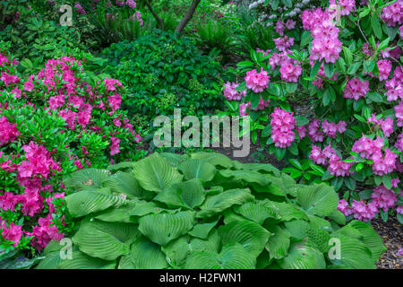 USA (Oregon, Portland, Crystal Springs Rhododendron fleurs rose, le jardin d'azalées et de rhododendrons en fleurs et d'Hosta. Banque D'Images