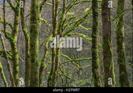 USA, Ohio, Tryon Creek State Natural Area, Moss et fougères poussant sur l'érable et à l'aulne de l'arbres au printemps. Banque D'Images