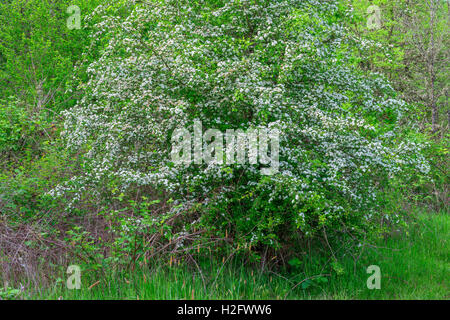 USA, Ohio, Sauvie Island Wildlife Area, noir l'aubépine (Crataegus douglasii) fleurit en zone riveraine, à Oak Island. Banque D'Images