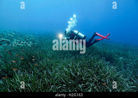 Neptune les herbiers de Posidonie, meadow, Bodrum, Turquie Banque D'Images