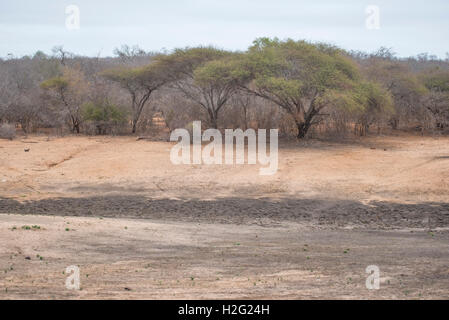 Barrage asséché pendant la sécheresse dans le Parc National Kruger Banque D'Images