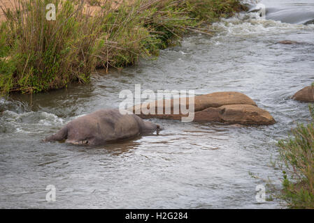 Mort d'une distension de l'hippopotame Crocodile River Banque D'Images