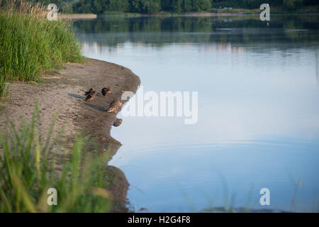 Canard et petit canard dans le lac d'automne matin d'herbe sur le premier plan Banque D'Images