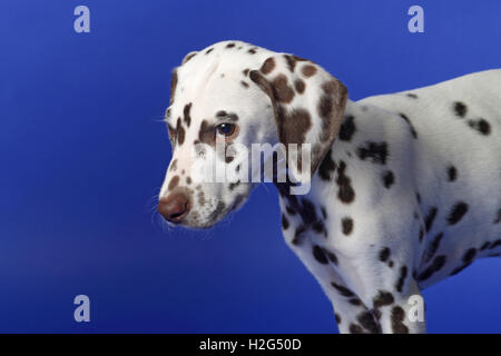 Dalmatien chiot sur fond bleu. Tourné en studio. Banque D'Images