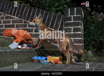 Red Fox urbain, Vulpes vulpes, cherche à récupérer des sacs poubelle pour les restes de la nuit, Londres, Angleterre, Royaume-Uni Banque D'Images