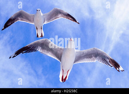 Goéland argenté, Larus novaehollandiae en vol, Byron Bay, New South Wales, Australie Banque D'Images