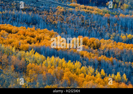 Automne couleur dans peu de Blitzen, Gorge de montagne Steens, Oregon Banque D'Images