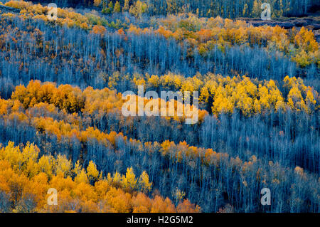 Automne couleur dans peu de Blitzen, Gorge de montagne Steens, Oregon Banque D'Images