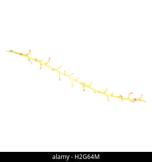 Direction générale de groseille rouge vide isolé sur fond blanc Banque D'Images