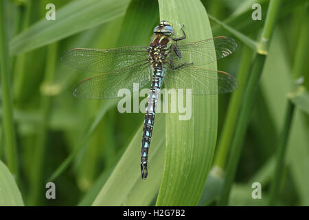 Hairy Dragonfly (Brachytron pratense) reposant sur un roseau. Banque D'Images