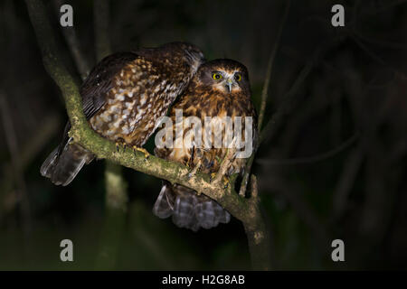 Morepork Ninox novaeseelandiae Keri Keri Ile du Nord Nouvelle Zélande Banque D'Images