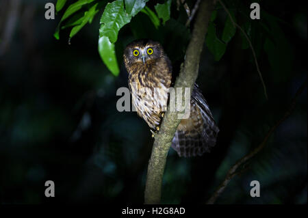 Morepork Ninox novaeseelandiae Keri Keri Ile du Nord Nouvelle Zélande Banque D'Images