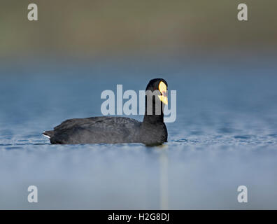 Red-gartered Coot Fulica armillata - NP Torres del Paine Patagonie Chili Banque D'Images