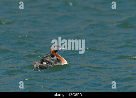 Grand grebe (Podiceps major) avec chick Chili Patagonie Torres del Paine Banque D'Images