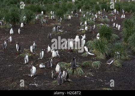Gentoo pingouin Pygoscelis papua, colonie de reproduction, Holmsbu, Géorgie du Sud, janvier Banque D'Images