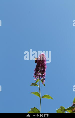 Petit papillon cuivre reposant sur une branche d'un arbre aux papillons contre un ciel bleu Banque D'Images