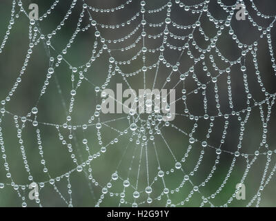 Spider web avec des gouttes de rosée du matin Banque D'Images