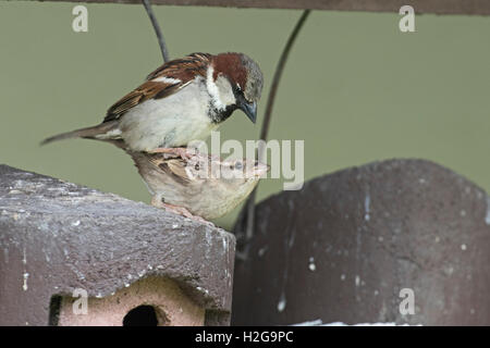 Moineau domestique Passer domesticus paire l'accouplement sur le dessus du nichoir à colonie de reproduction Norfolk Banque D'Images