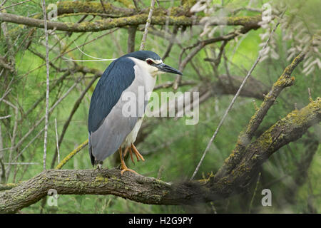 Bihoreau gris Nycticorax nycticorax repos adultes Camargue France Banque D'Images