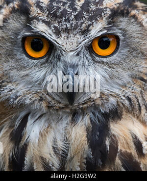 Eagle Owl Bubo bubo eurasien (captive) UK Banque D'Images