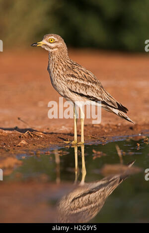 Bruant Culew Burhinus bistriatus Belchite Espagne Banque D'Images