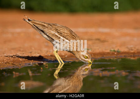 Bruant Culew Burhinus bistriatus Belchite potable Espagne Banque D'Images