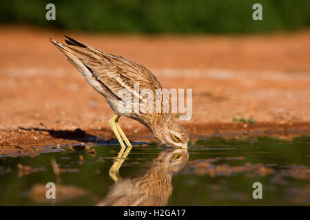Bruant Culew Burhinus bistriatus Belchite potable Espagne Banque D'Images