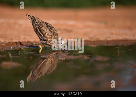 Bruant Culew Burhinus bistriatus Belchite potable Espagne Banque D'Images