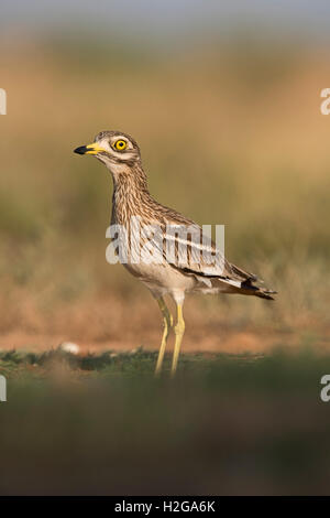 Bruant Culew Burhinus bistriatus Belchite Espagne Banque D'Images