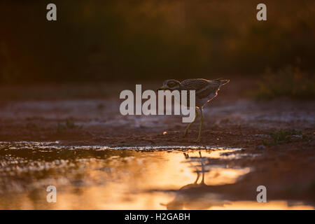 Bruant Culew Burhinus bistriatus Belchite Espagne Banque D'Images