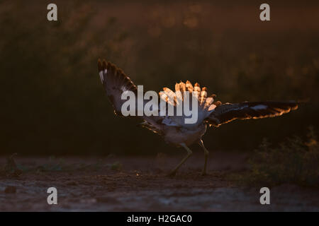 Bruant Culew Burhinus bistriatus effectuant l'affichage vers une pie menace Belchite Espagne Banque D'Images